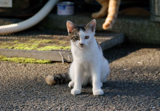 200908031653-DSC02976.jpg