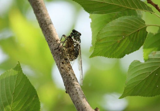 200908031706-DSC02997.jpg