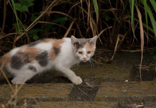 200908050601-DSC03073.jpg