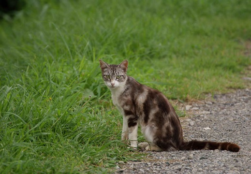 200908050603-DSC03083.jpg