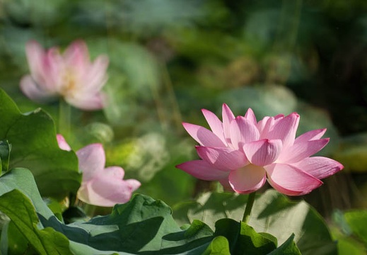 200908080714-DSC03146.jpg