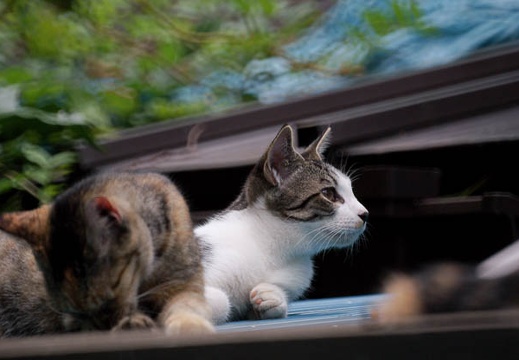 200908080824-DSC03285.jpg