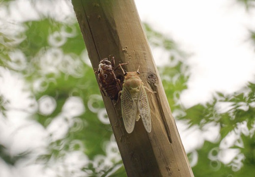 200908081005-DSC03377.jpg