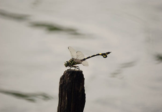 200908081022-DSC03399.jpg
