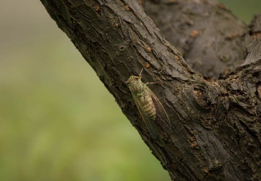 200908120801-DSC03824.jpg