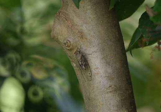 200908151317-DSC03970.jpg