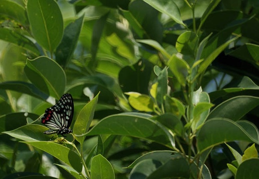 200908151319-DSC03977.jpg