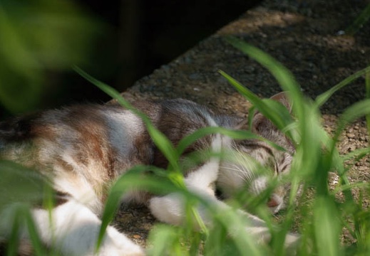 200908151408-DSC04079.jpg