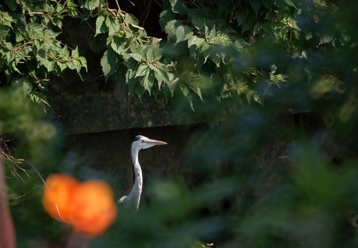 200908151417-DSC04097.jpg