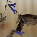 200908151530-DSC04255.jpg