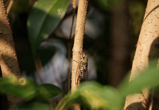 200908221636-DSC00139.jpg