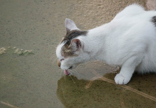 200908221740-DSC00266.jpg