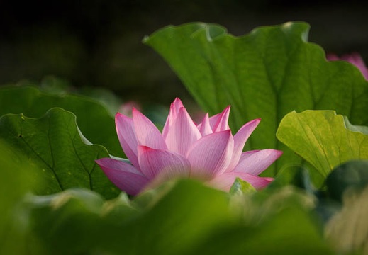 200908230607-DSC00339.jpg