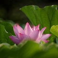 200908230607-DSC00339.jpg