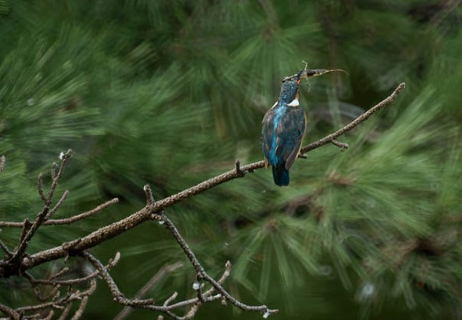 200908230651-DSC00463.jpg