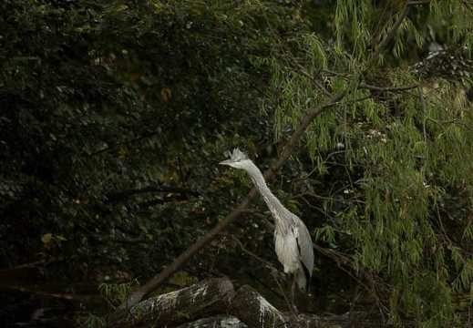 200908230714-DSC00527.jpg