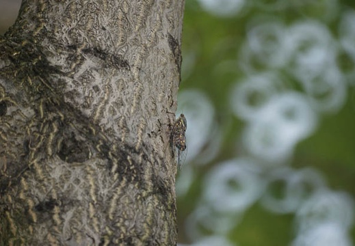 200908261004-DSC00866.jpg