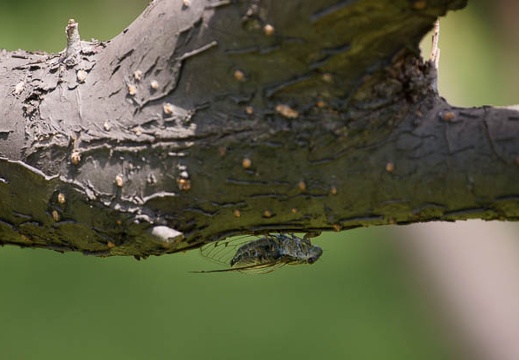 200908281214-DSC01147.jpg