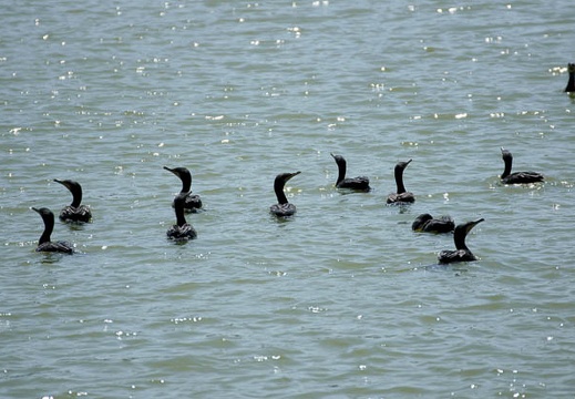 200908281246-DSC01219.jpg