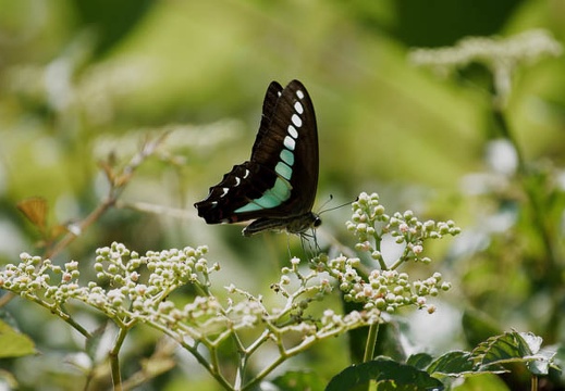 200908281301-DSC01261.jpg