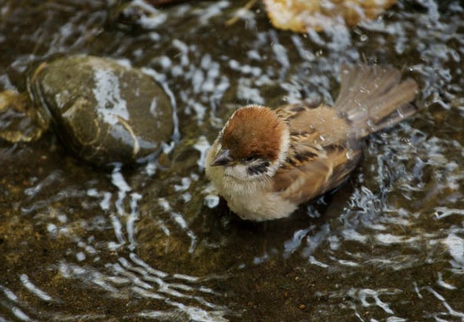 200908281333-DSC01335.jpg