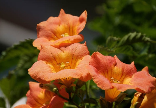 200908281455-DSC01436.jpg