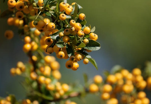 200908281517-DSC01444.jpg