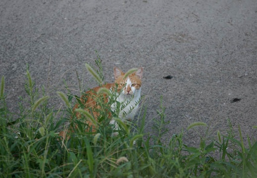 200908300642-DSC01499.jpg