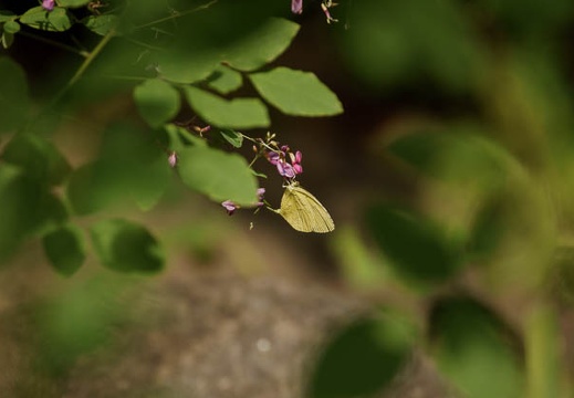 200909011446-DSC01730.jpg