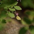 200909011446-DSC01730.jpg