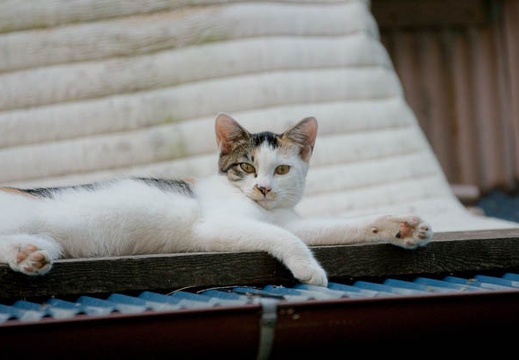 200909011522-DSC01799.jpg