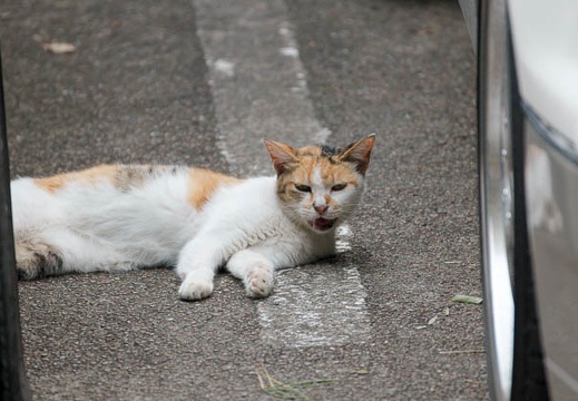 200909011535-DSC01840.jpg
