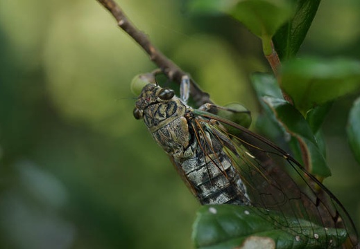 200909051225-DSC02209.jpg