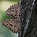 200909051248-DSC02246.jpg