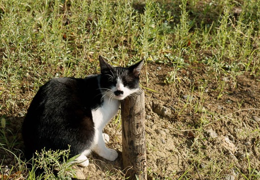 200909070643-DSC02390.jpg