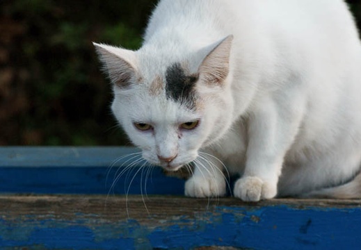 200909070655-DSC02414.jpg