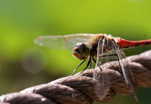 200909200810-DSC02721.jpg