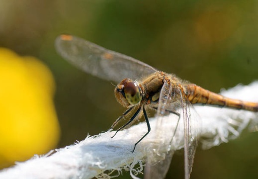 200909200834-DSC02757.jpg