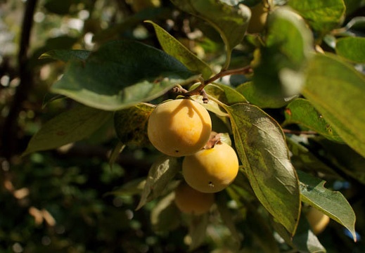 200909240707-DSC03238.jpg