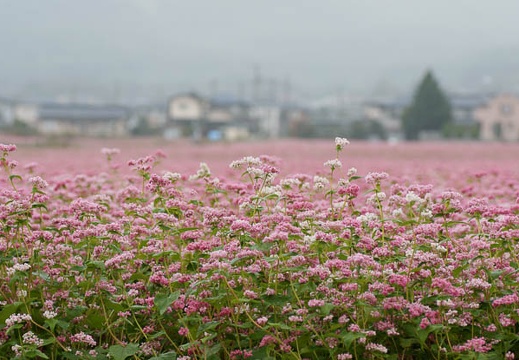 200910040707-DSC03870.jpg