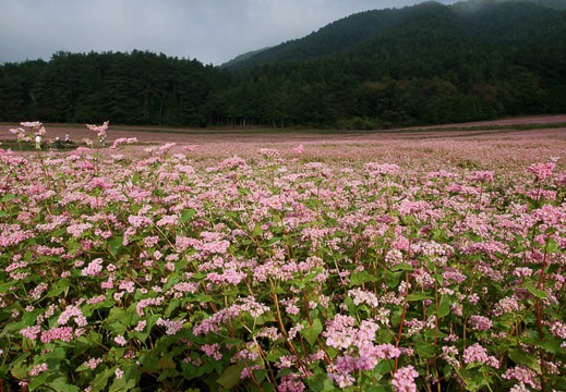 200910040808-DSC03934.jpg