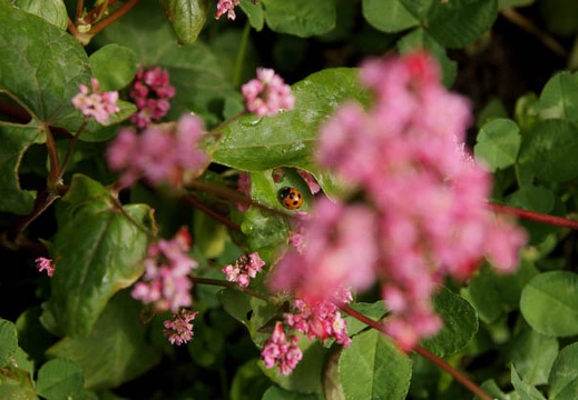 200910040812-DSC03944.jpg
