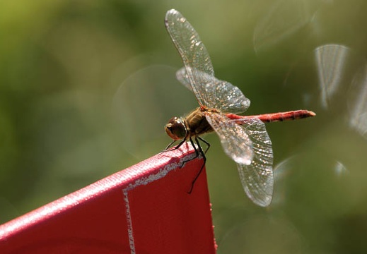 200910081338-DSC04545.jpg