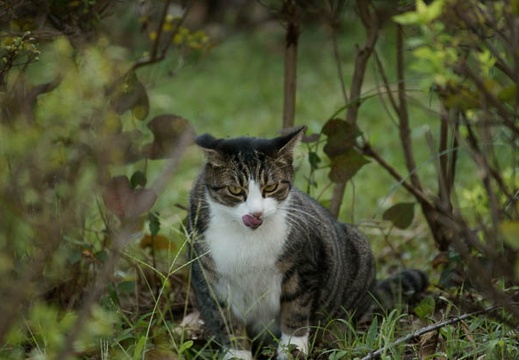 200910081409-DSC04585.jpg