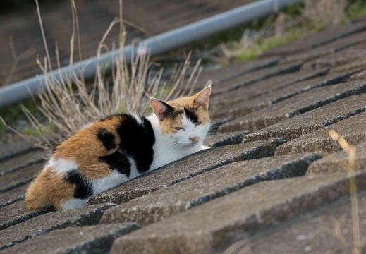 200910081553-DSC04677.jpg