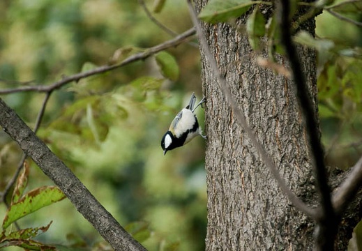 200910100755-DSC05095.jpg