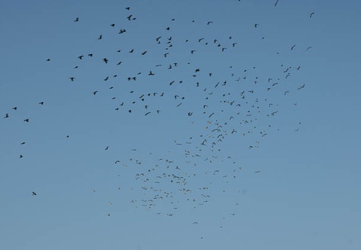 200910110631-DSC05595.jpg