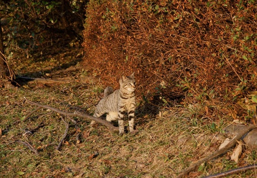 200910200639-DSC09212.jpg