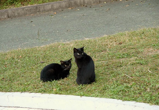 200910200712-DSC09291.jpg