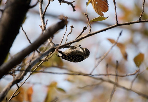 200910310940-DSC00546.jpg